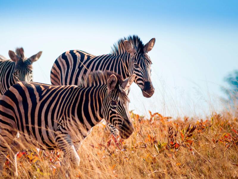 Erlebnisreisen Südafrika: Zwischen Wildnis, Weinbergen und Weltstadtflair in Kapstadt 17-tägig inkl. Flüge Mittelklassehotels/Camps/Lodges mit Frü Erlebnisferien und Abenteuerreisen online kaufen Erlebnisreisen Südafrika: Zwischen Wildnis, Weinbergen und Weltstadtflair in Kapstadt 17-tägig inkl. Flüge Mittelklassehotels/Camps/Lodges mit Frü Erlebnisferien und Abenteuerreisen online kaufen