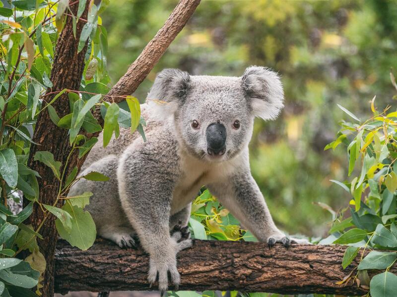 Kombinationsreisen Australien, Neuseeland & Tasmanien: Kreuzfahrt mit der Anthem of the Seas ab/an Sydney inkl. Australien- & Tasmanien-Rundreise 21-t Erlebnisferien und Abenteuerreisen online kaufen