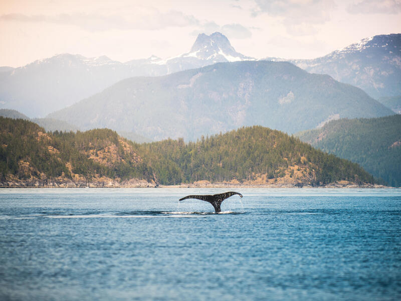 Kreuzfahrten Alaska & Kanada: Kreuzfahrt mit der Celebrity Solstice von Seward bis Vancouver inkl. Alaska- & Kanada-Rundreise 14-tägig inkl. Flüge M Erlebnisferien und Abenteuerreisen online kaufen Kreuzfahrten Alaska & Kanada: Kreuzfahrt mit der Celebrity Solstice von Seward bis Vancouver inkl. Alaska- & Kanada-Rundreise 14-tägig inkl. Flüge M Erlebnisferien und Abenteuerreisen online kaufen
