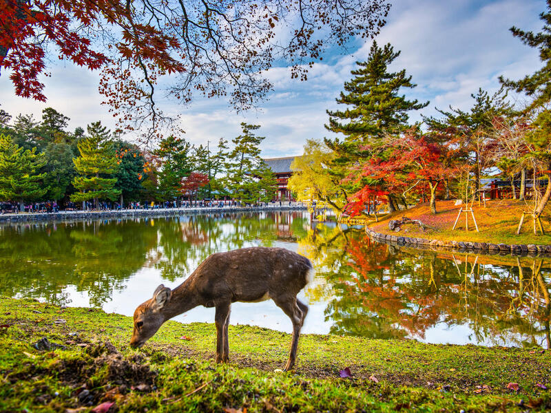 Rundreisen Japan: Große Eindrücke in kleiner Runde - Zen, Züge, Zauber 13- bzw. 16-tägig inkl. Flüge Mittelklassehotels mit Verpflegung Inkl. Aus Erlebnisferien und Abenteuerreisen online kaufen