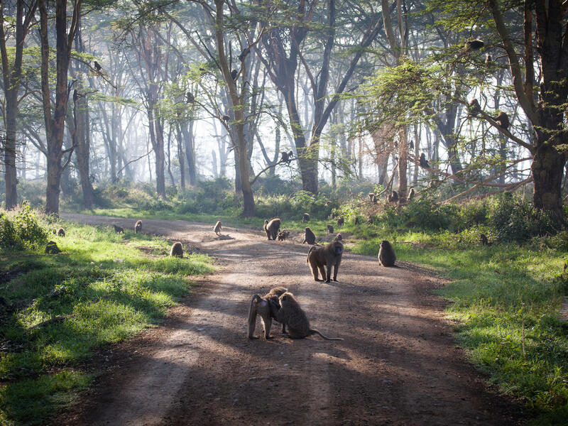 Rundreisen Kenia: Safari-Erlebnisse & Erholung unter Palmen 10-tägig inkl. Flüge 4-Sterne-Hotel mit Halbpension / Mittelklasselodges mit Vollpension Erlebnisferien und Abenteuerreisen online kaufen Rundreisen Kenia: Safari-Erlebnisse & Erholung unter Palmen 10-tägig inkl. Flüge 4-Sterne-Hotel mit Halbpension / Mittelklasselodges mit Vollpension Erlebnisferien und Abenteuerreisen online kaufen