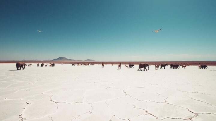 Etosha-Nationalpark