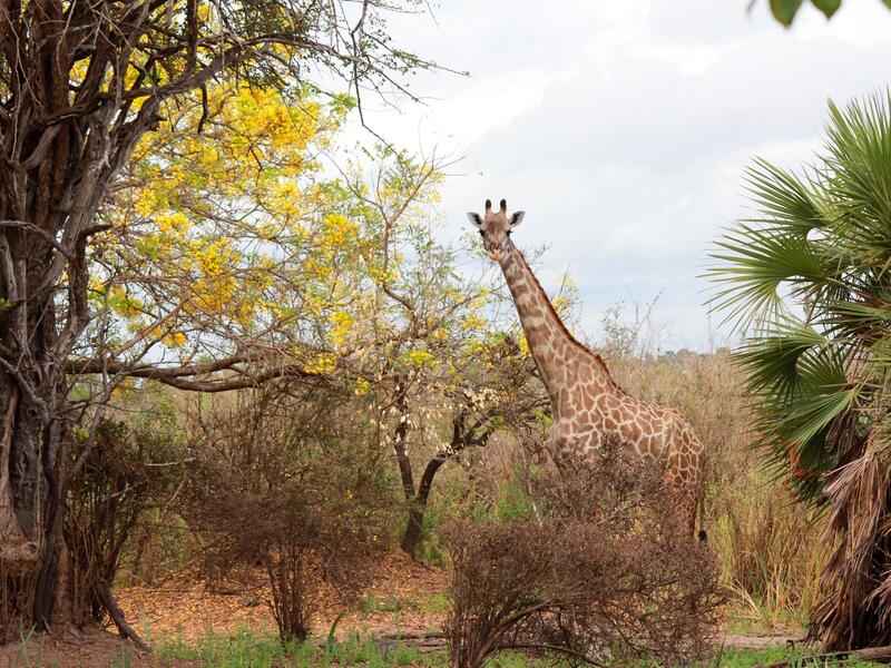 Rundreisen Sansibar & Tansania: Inselträume und Safariabenteuer in Ostafrika 16-tägig inkl. Flüge 4-Sterne-Hotel mit All Inclusive / 3-Sterne-Komfo